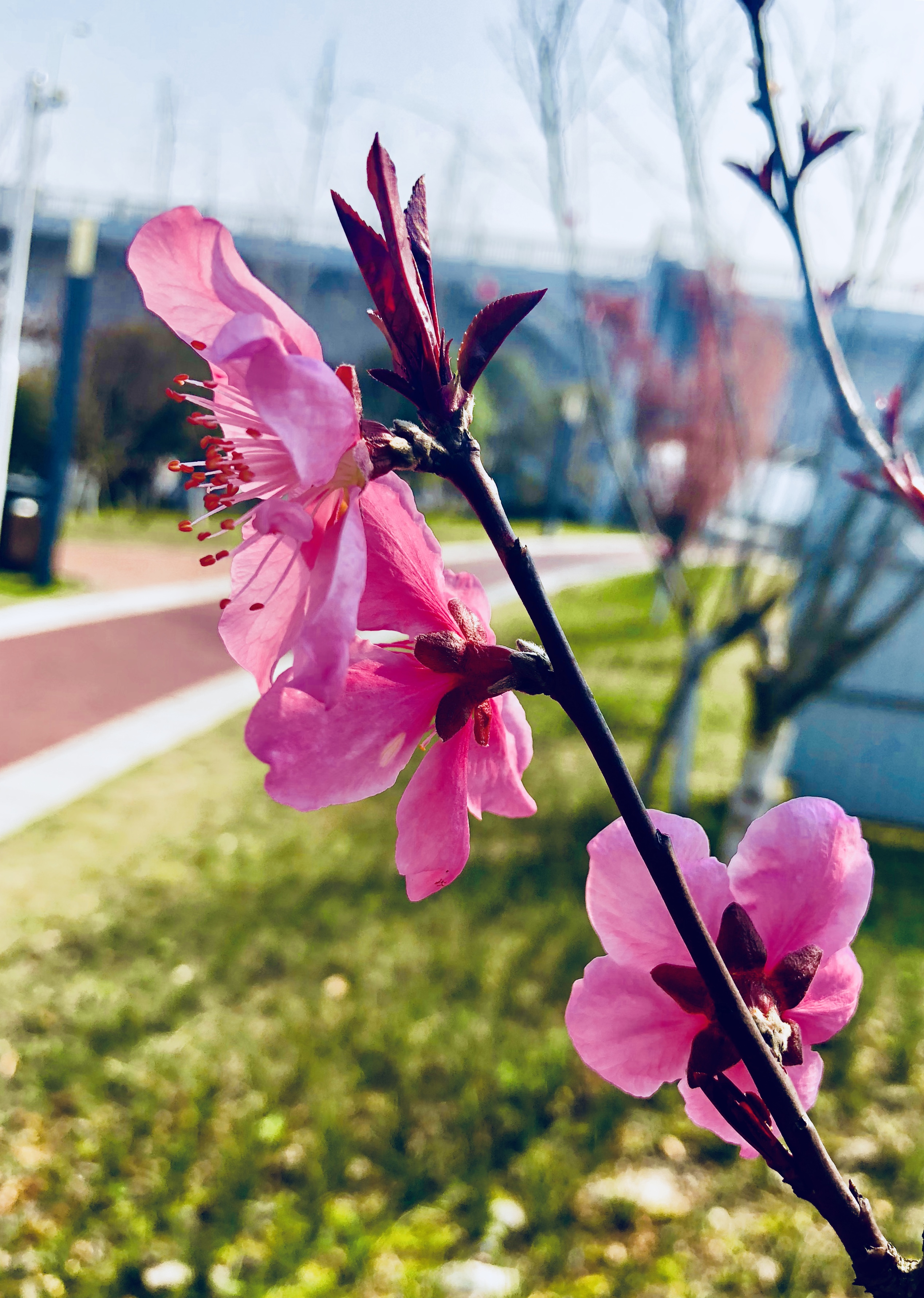 春天美丽的花朵