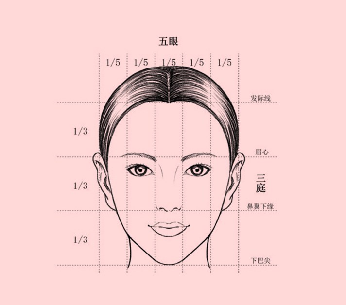 脸部比例划分图图片