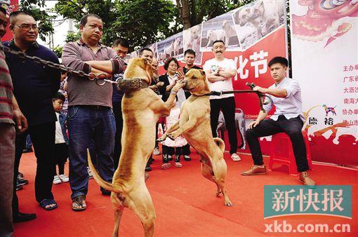 黄柱华沙皮犬图片