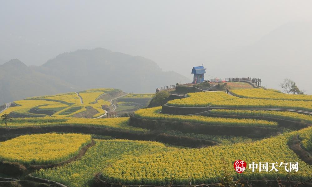 的梯田油菜花躍入眼簾,近看遠觀皆為美景,成了該鄉最為絢麗的一張名片