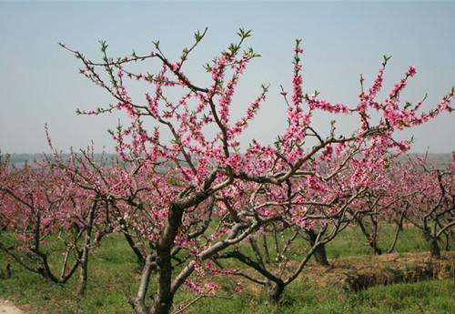 桃树开花的过程图片