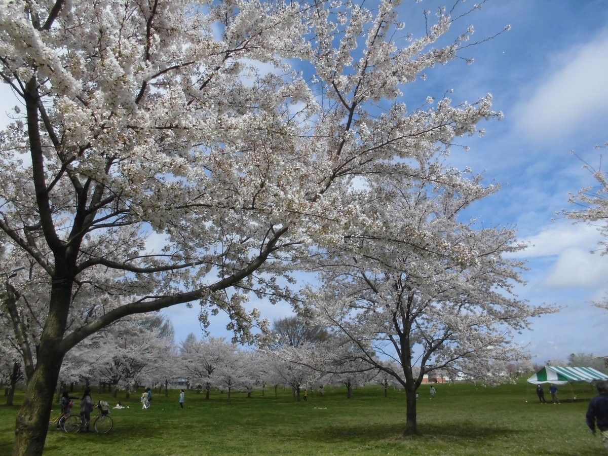 樱花现场曝光 东京公园花朵满开 草皮堆叠垃圾日本人看了心碎
