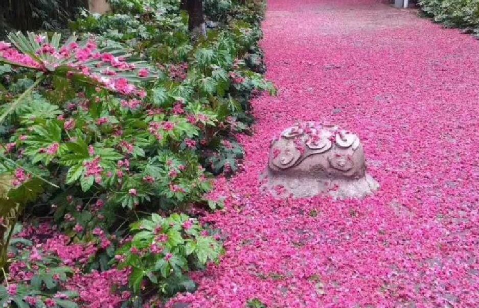 雲南櫻花雨刷遍網絡圈滿地繽紛落英