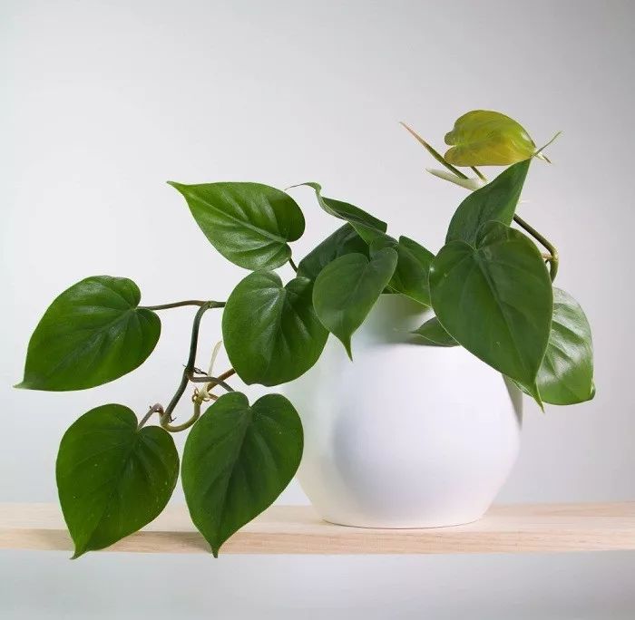 14种能够净化室内空气的盆栽植物 新手轻松就能养活