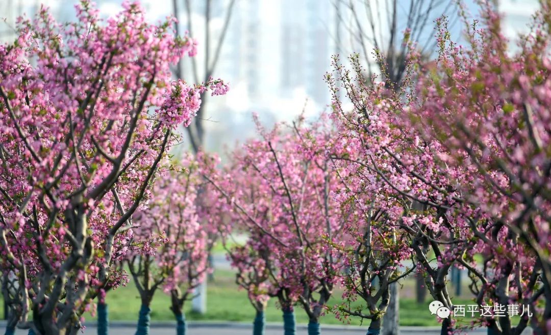 梨花?桃花? 不如在西平海棠花下遇見你