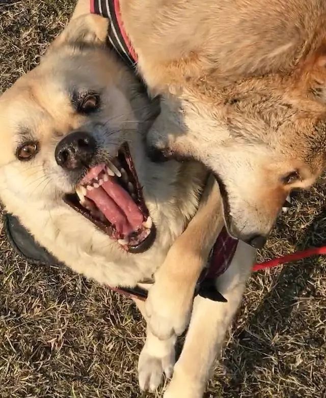狗咬人表情图片搞笑图片