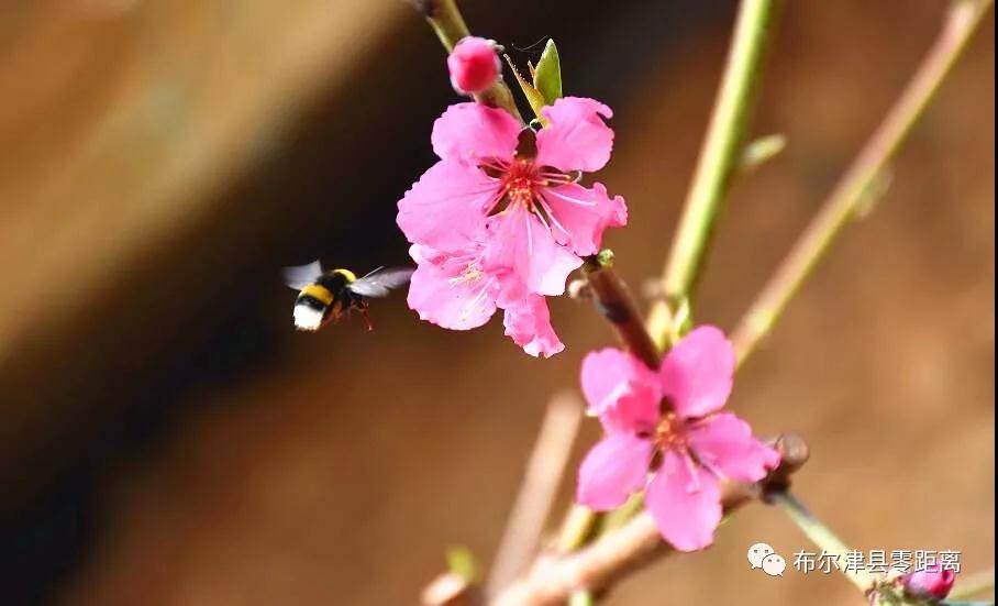 繁花麗色,胭脂萬點,佔盡春風,猶如潔白的雲霞,甚是迷人,勤勞的小蜜蜂