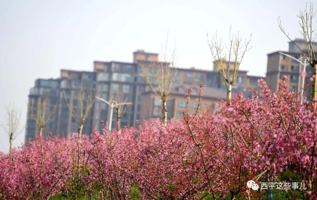 梨花?桃花? 不如在西平海棠花下遇見你