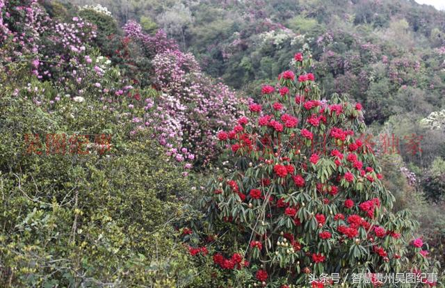 樹齡千年的杜鵑花王,花開季節繁花萬朵,獨樹成春,是迄今為止地球上