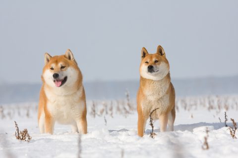 日本犬之六:北海道犬