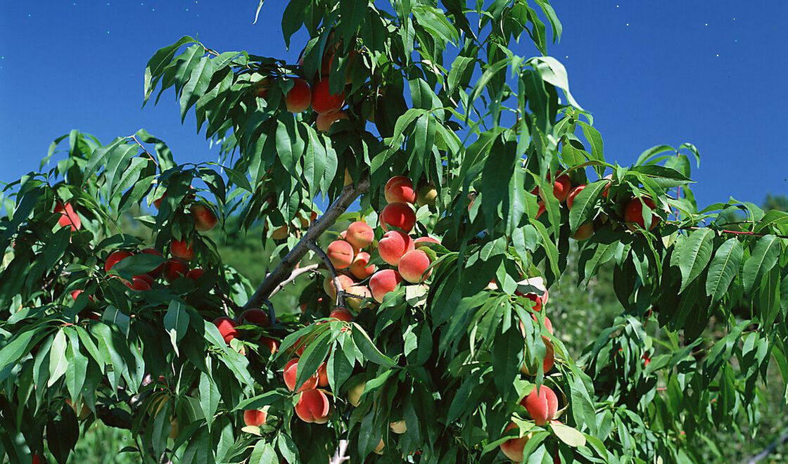 桃树开花和幼果期管理桃树如何疏花疏果呢