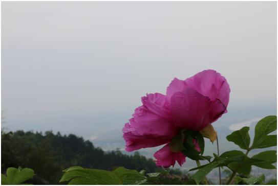 常宁西岭牡丹花地址图片