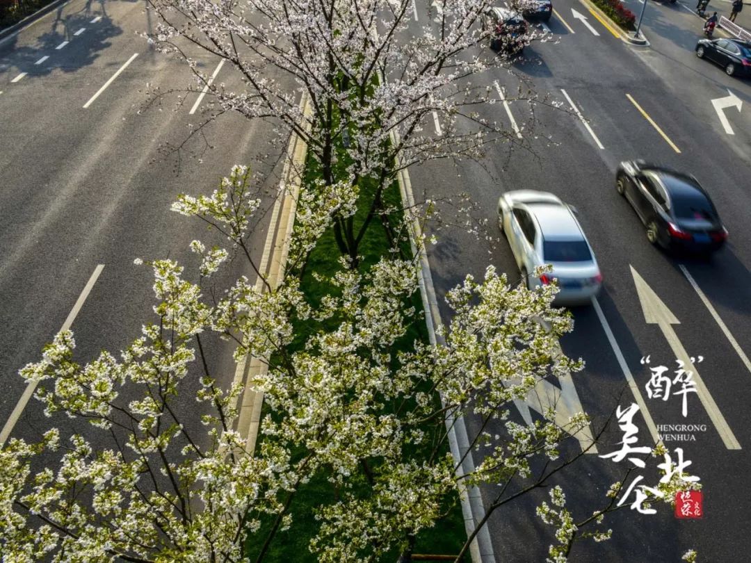 北仑樱花大道图片图片