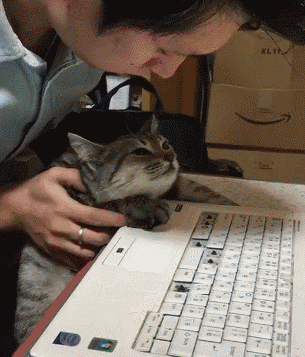猫咪敲键盘表情包动图图片