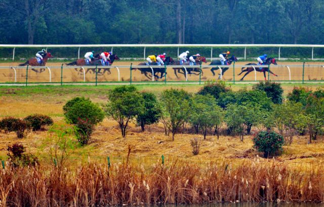 將舉行5場比賽即將上演2018中國·武漢速度賽馬公開賽第三場東方馬城