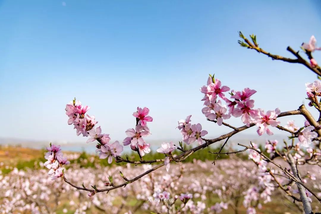 熱點大美嵩縣2018陸渾湖桃花節一起尋找桃花運