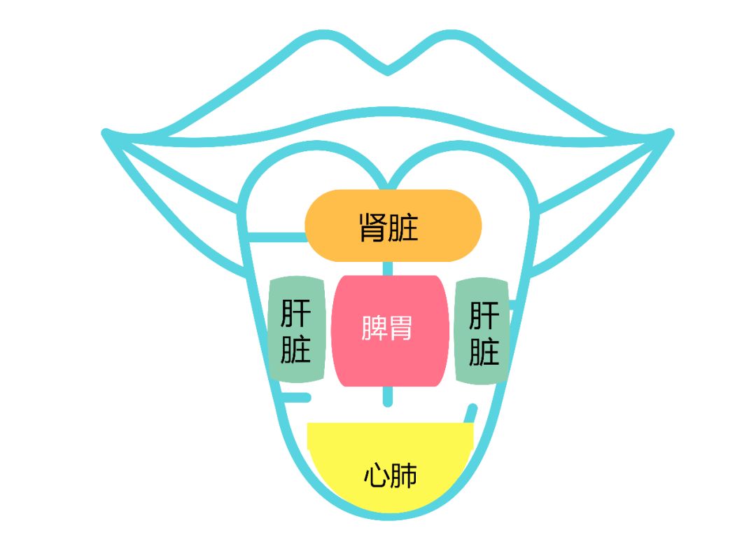 舌头部位对应的器官图片
