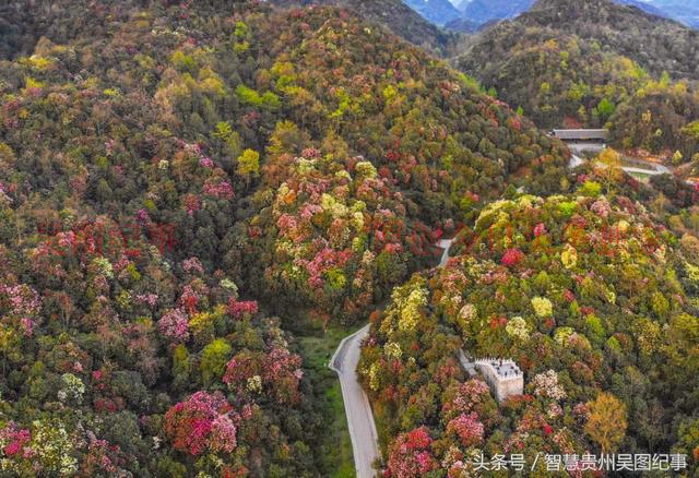 貴州壯觀的百里杜鵑花花海享地球綵帶美譽你去過嗎