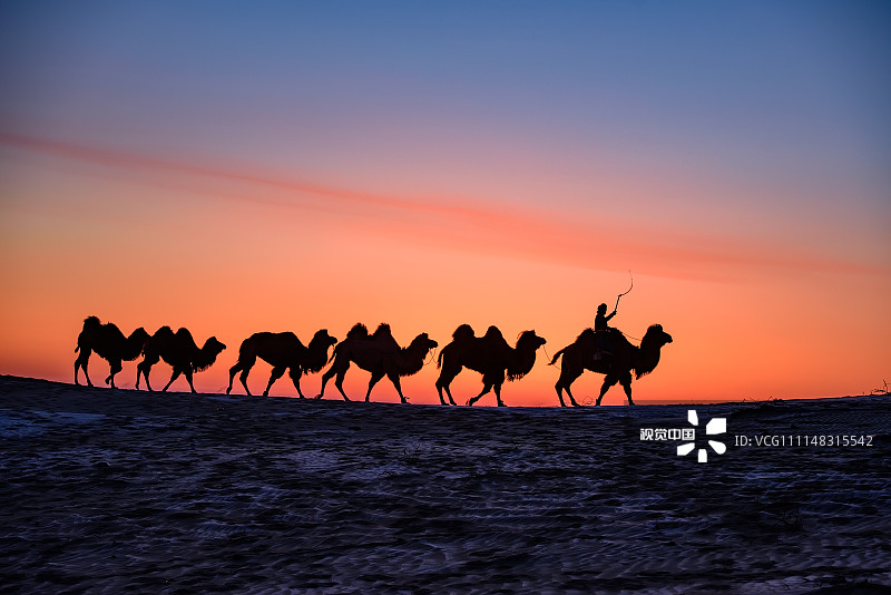 1/42018年3月18日,内蒙古奈曼旗的大沙漠一群骆驼队在日出霞光的映衬