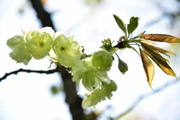 1/ 8 春花次第盛开,西湖边的早樱已落花满地,晚樱即将登场