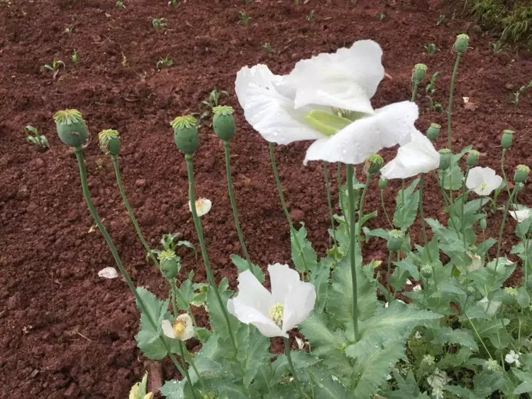 大烟苗开花的图片图片