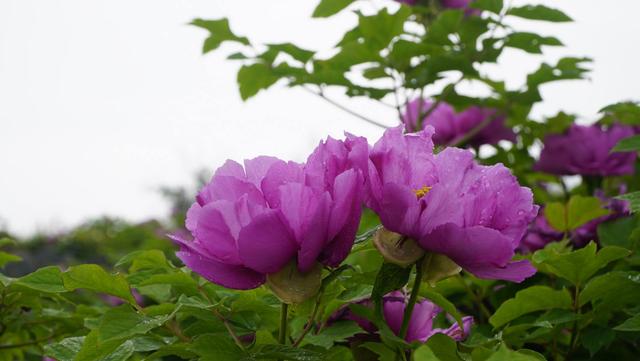 常宁西岭牡丹花地址图片