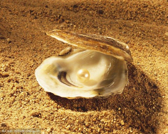 康熙年间,发现一只巨型海蚌,体长四五丈,壳内有一颗大珍珠