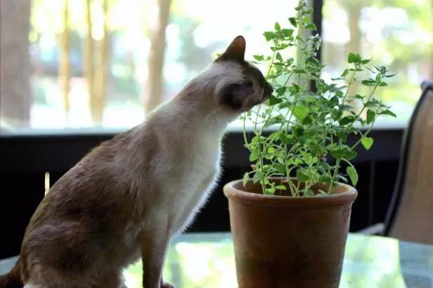 这几个方法都可以防止家里的猫践踏盆栽植物 你更喜欢哪种