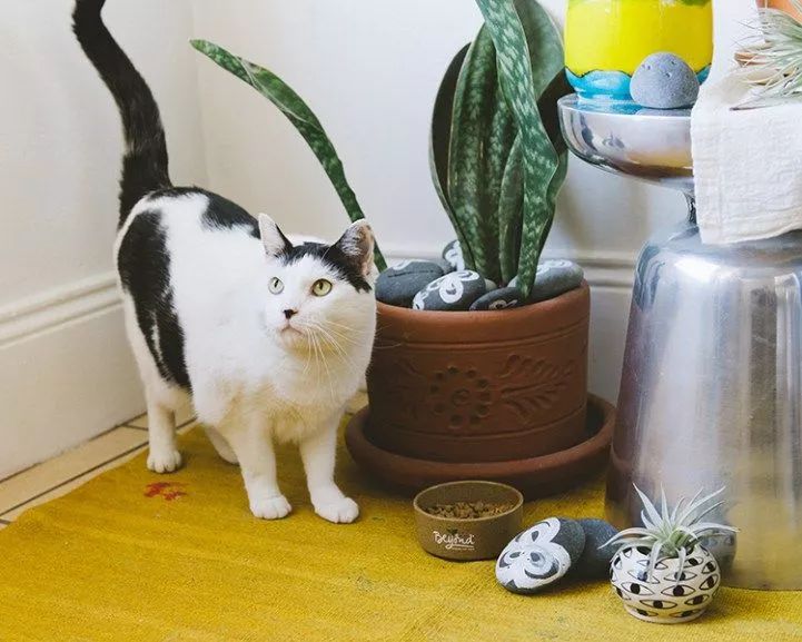 这几个方法都可以防止家里的猫践踏盆栽植物 你更喜欢哪种