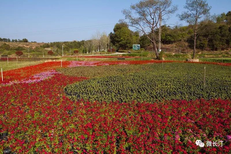 汕尾汀州花海图片