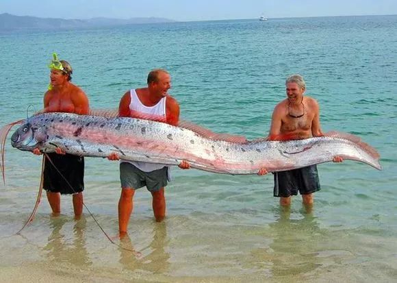 皇帶魚屬於肉食性魚類,它們性情兇猛捕食能發現的一切海洋動物,並且