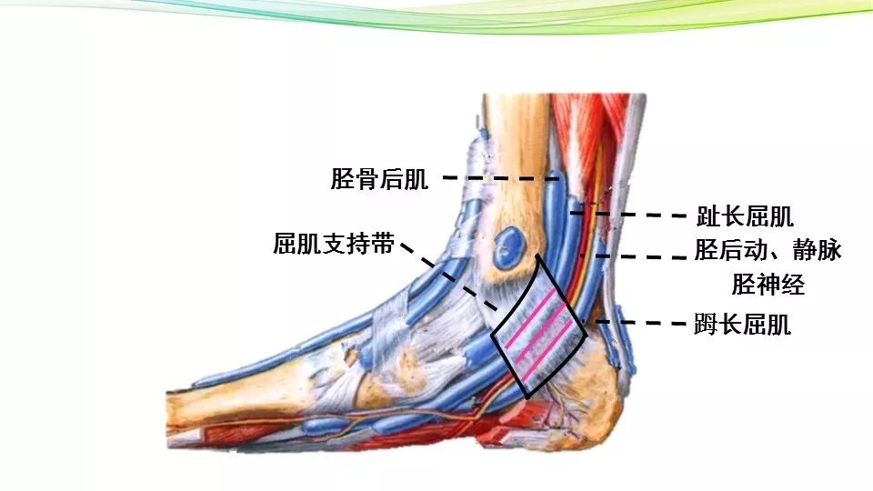 屈肌支持带,位于内踝与跟骨内侧面之间,弹性较差,踝管位于内踝的后