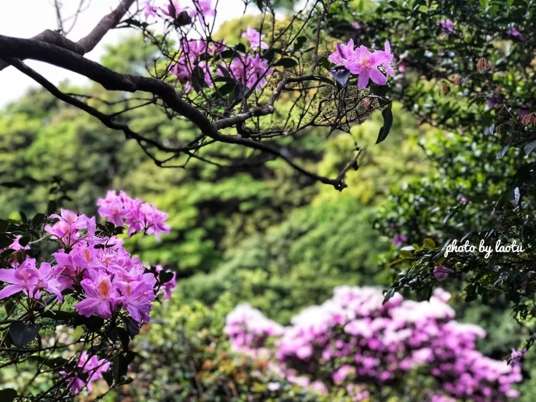 山居生活梧桐山的杜鵑開花了