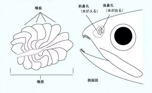 她憑古魚類的鼻孔研究撼動了教科書裡四足動物起源的理論