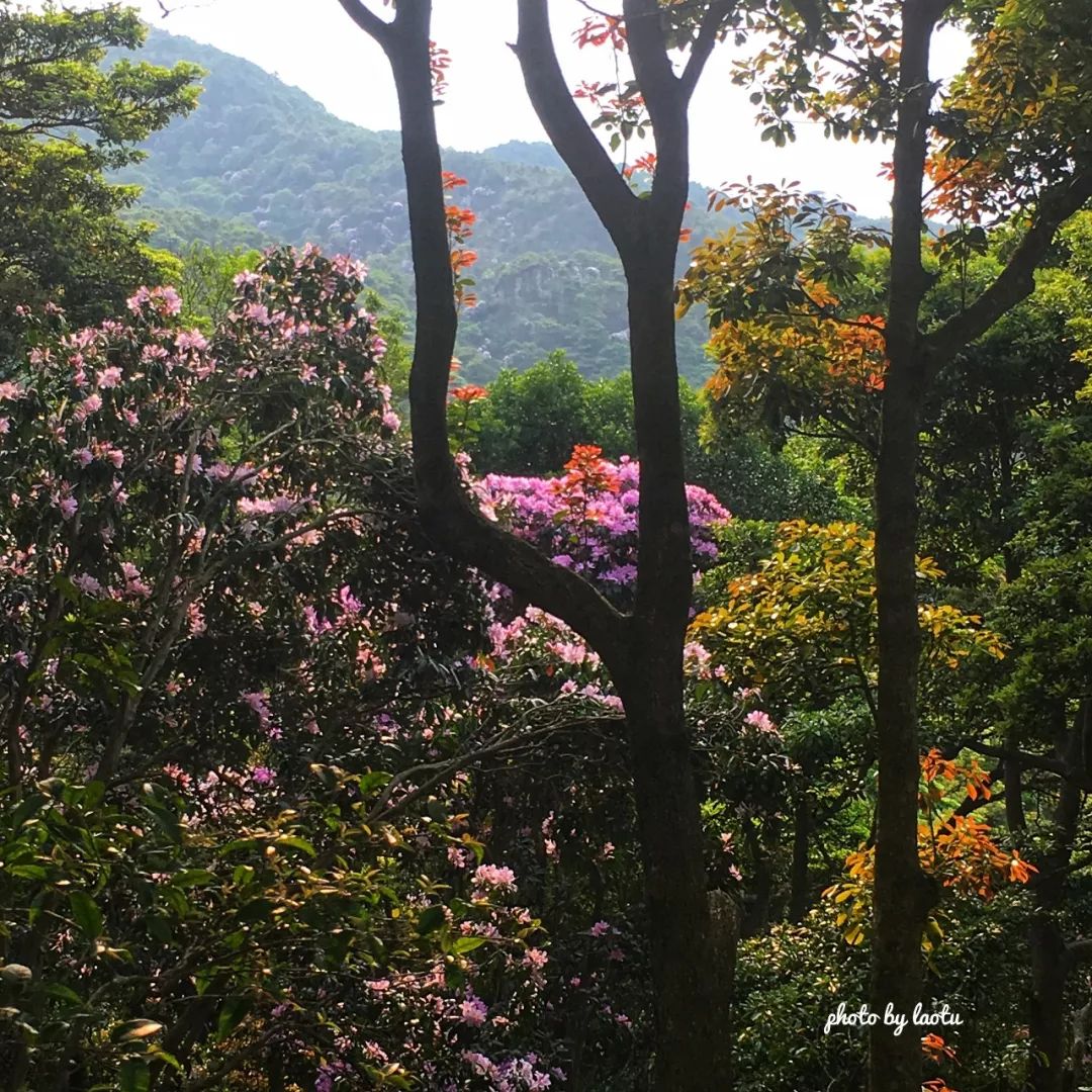 山居生活梧桐山的杜鵑開花了