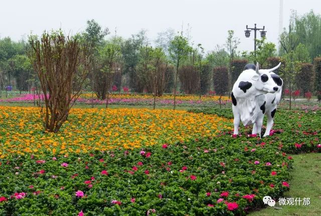 什邡御景园·花坞赏花季盛大开幕,除了美丽的花海还有这些精彩的