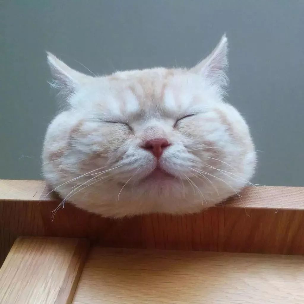 可爱猫咪打瞌睡的头像图片