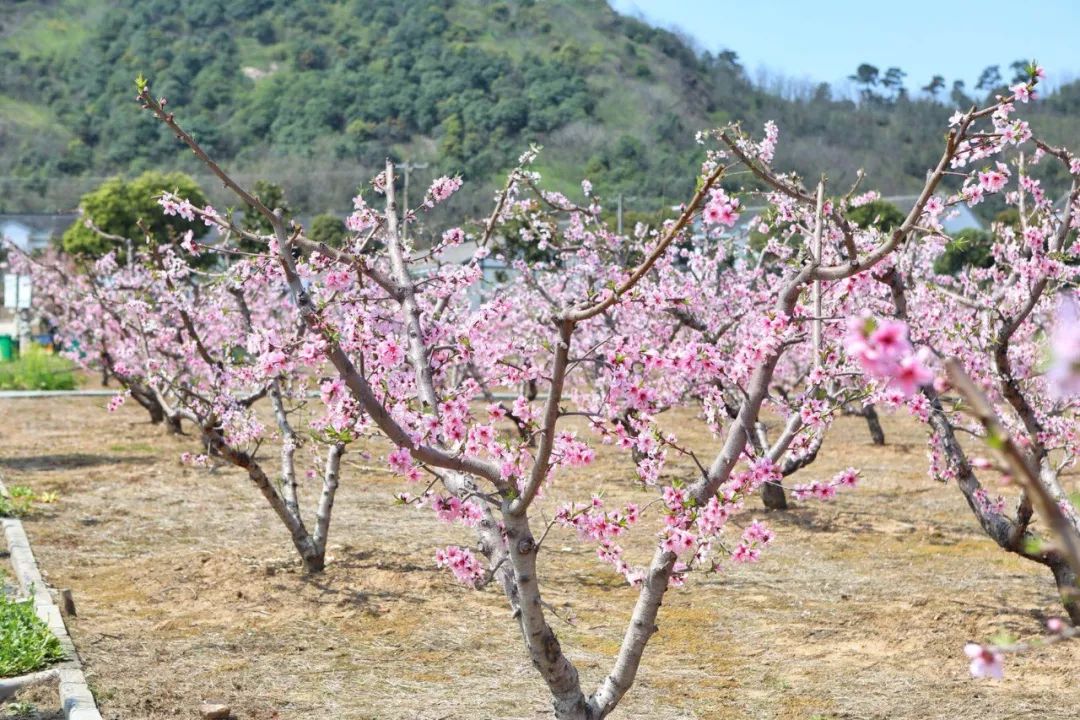 備受市民期待的陽山桃花已陸續綻放,隨著氣溫開始升高