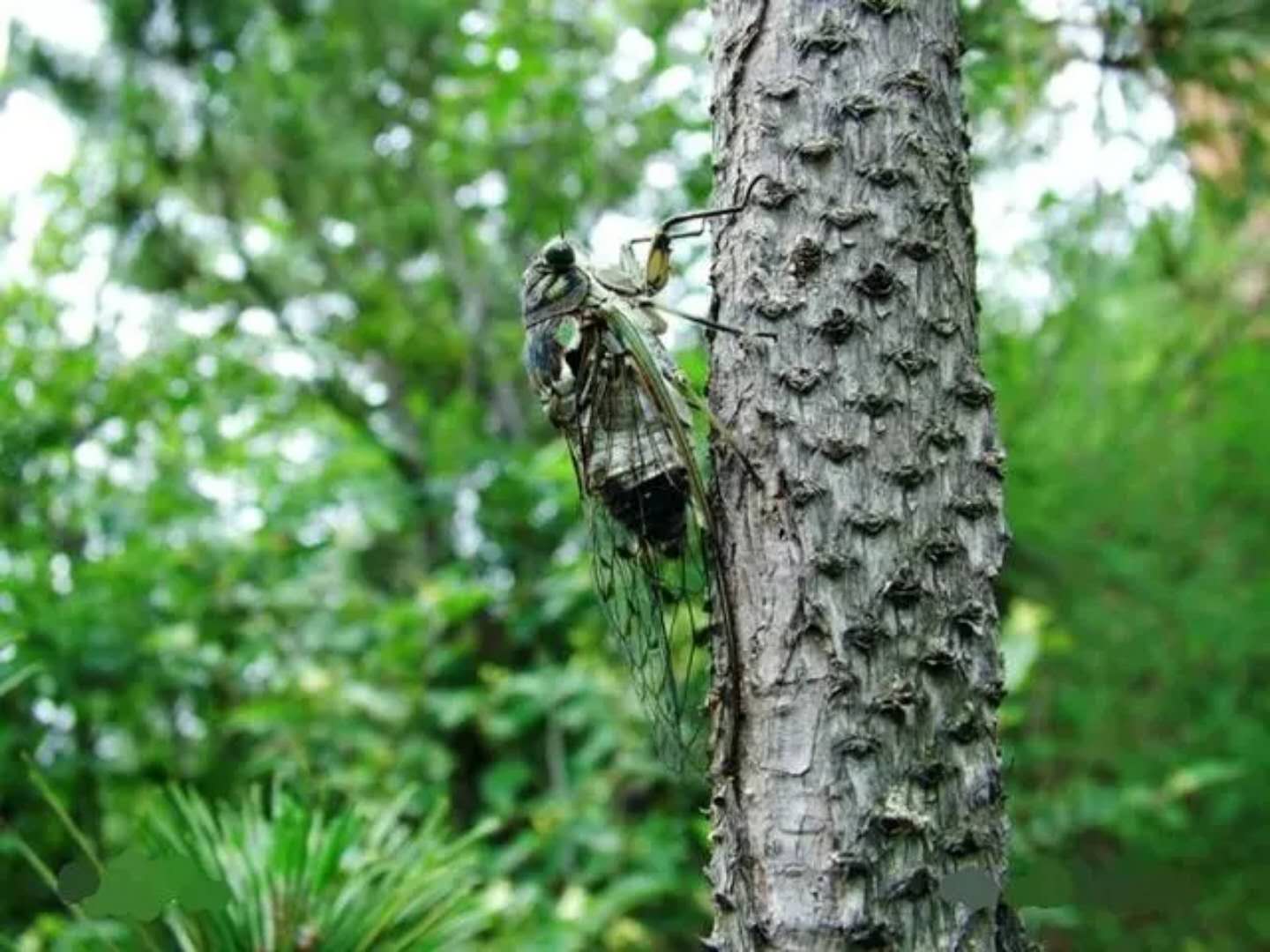 創森相約金頂 聆聽春蟬聲聲:駐馬店金頂山景區首屆春蟬季開幕