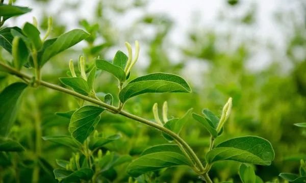 阳春三月,让上海地铁里"春意太浓"的秘密原来是"ta,一起去看看!