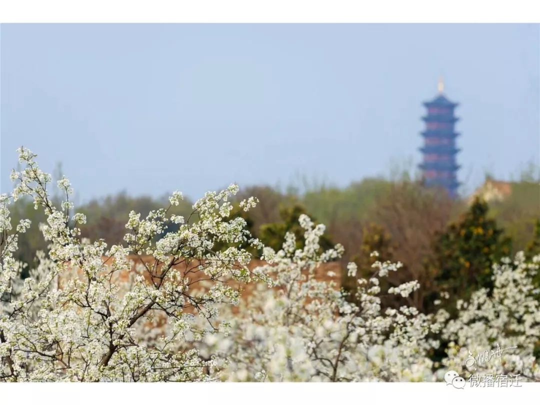 宿迁三台山梨花二月兰进入盛花期分分钟美哭你