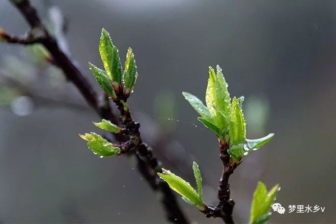 三月,春雨潤物細無聲