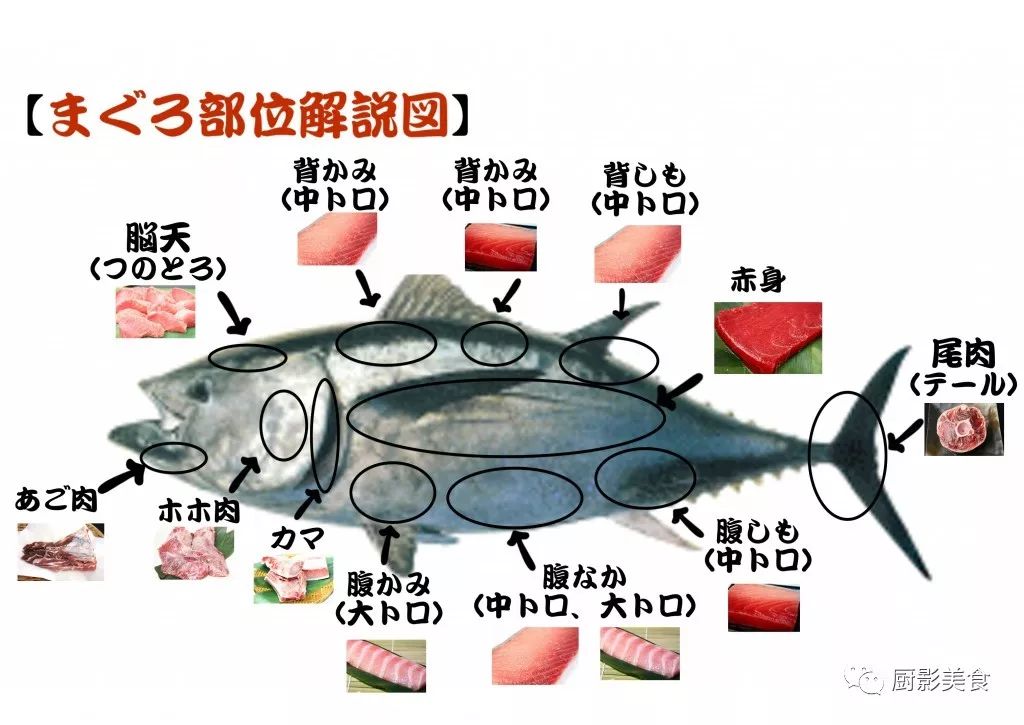 金枪鱼身体部位名称图图片