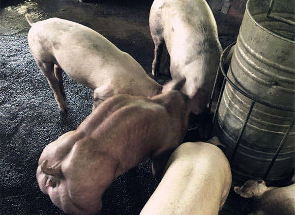 世界上最强壮的猪,浑身都是肌肉,这种你敢吃么?