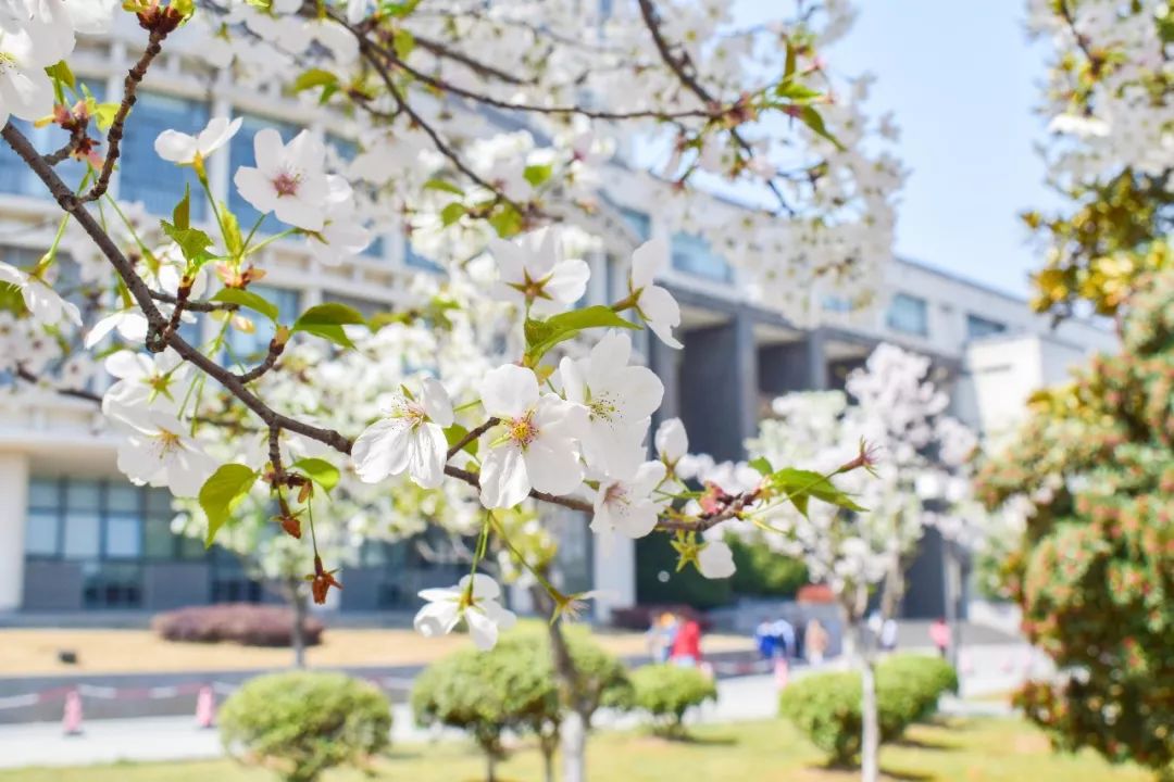 美景迎校慶江南大學的櫻花把校園裝扮成了粉紅色