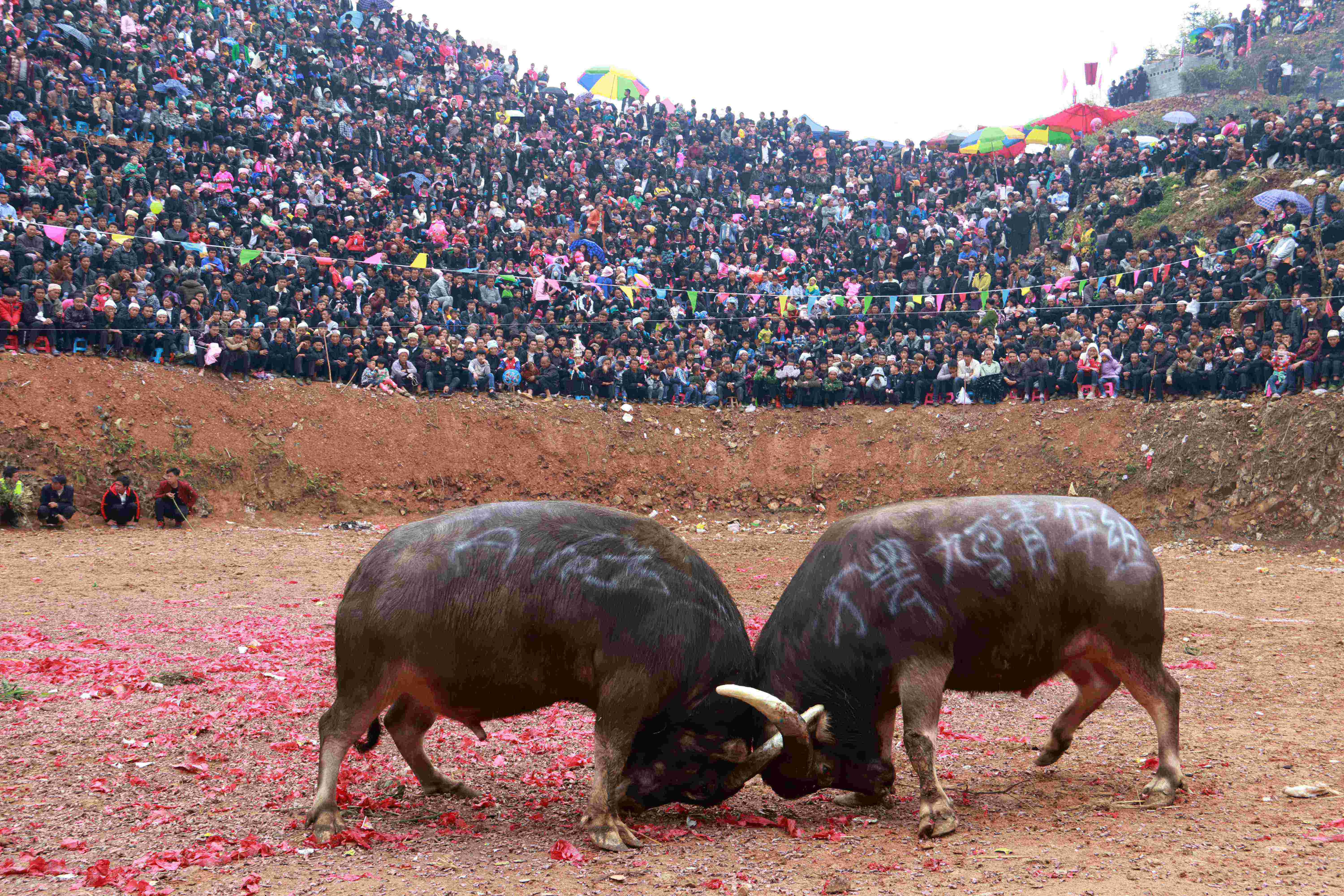 斗牛俗称牛打架,是从江县苗侗民族同胞最喜爱的一项民俗民间竞技