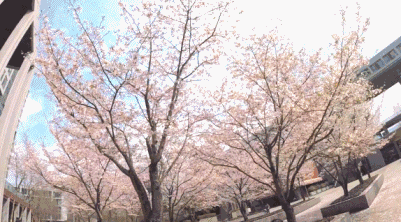 杭州最具文艺气息的赏樱地之一,浙大为你定格樱花盛放之美!