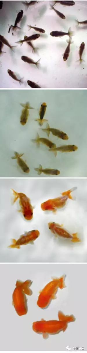 金鱼繁殖的全过程图片
