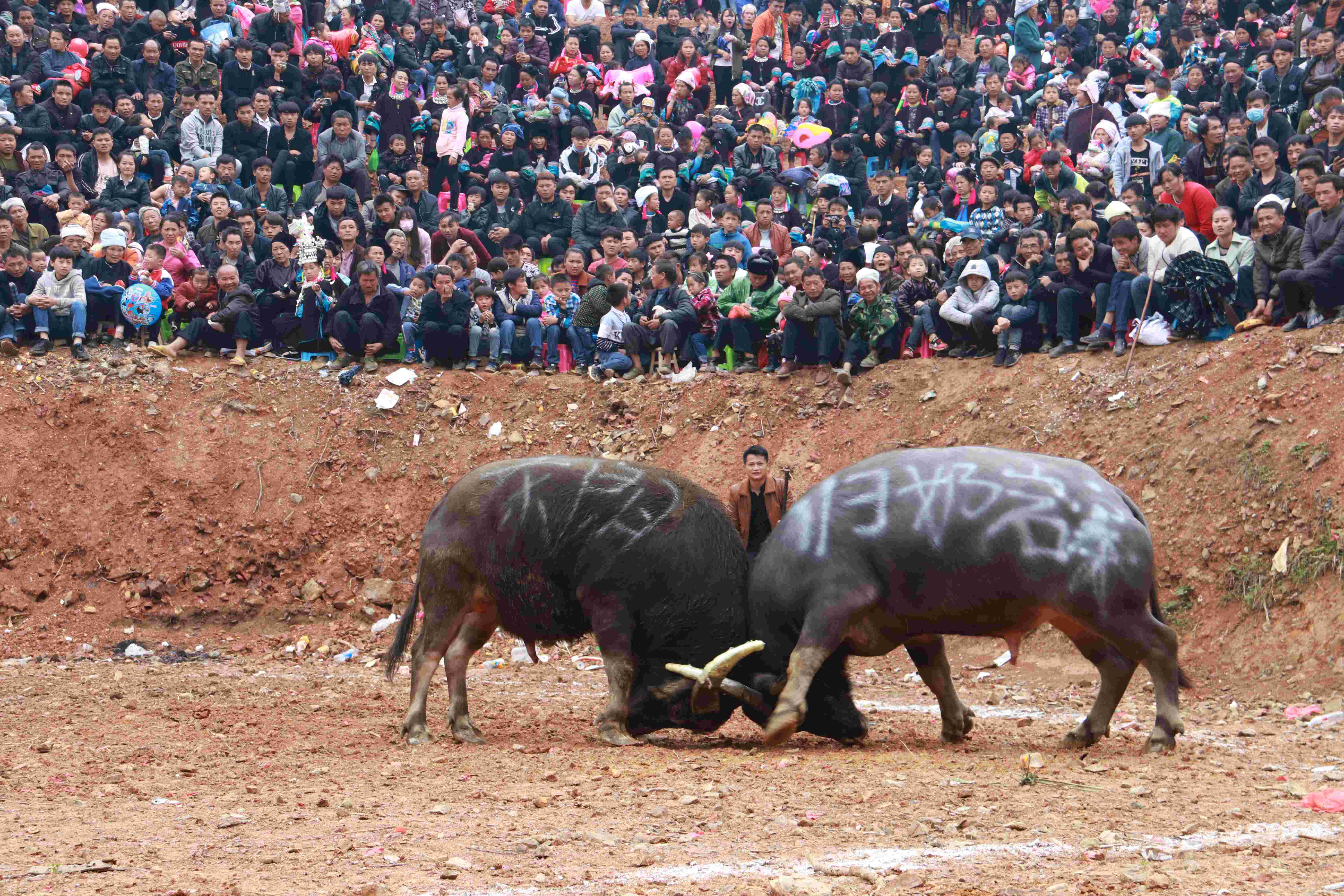 斗牛俗称牛打架,是从江县苗侗民族同胞最喜爱的一项民俗民间竞技