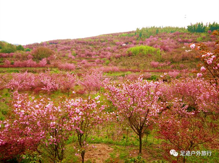 四明山杖锡樱花基地图片